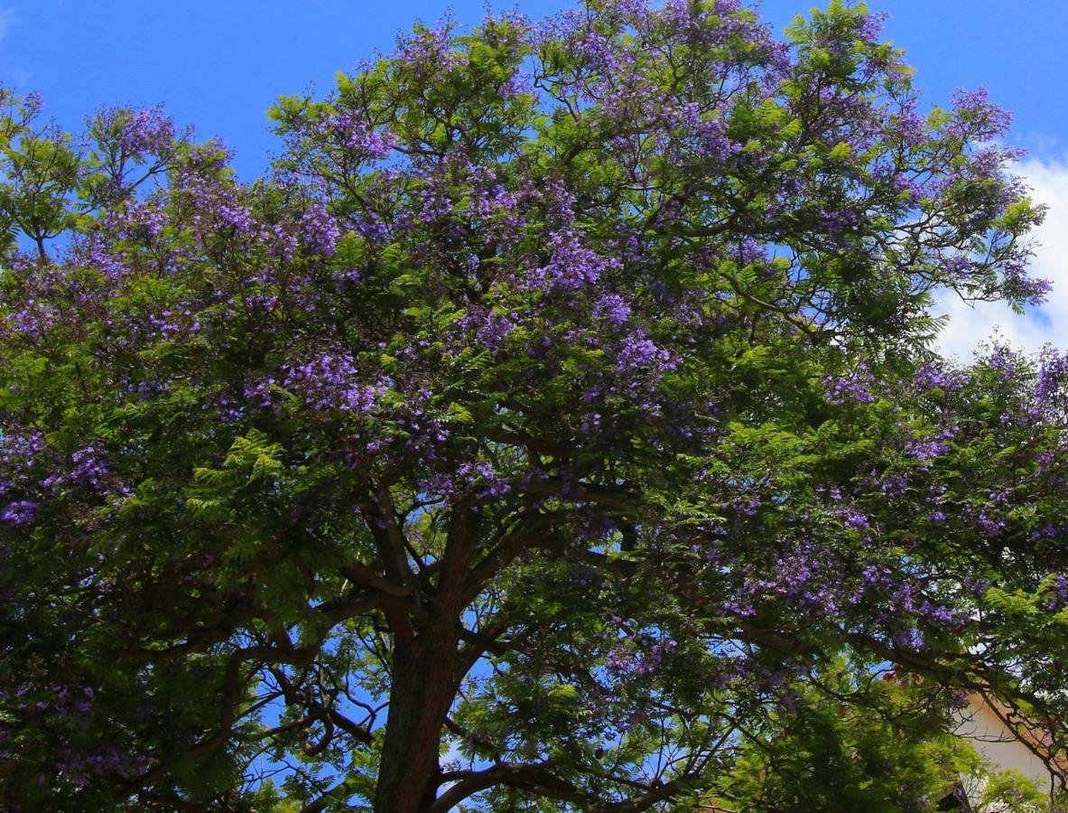 丰沙尔Quinta Araucaria Funchal公寓 外观 照片